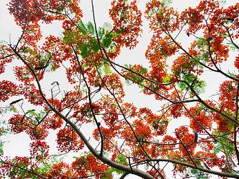 《弹丸论破 三部曲合集》+《幸福弹丸论破S》新PV